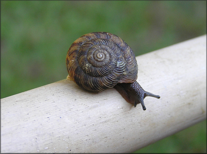 Anguispira strongylodes (L. Pfeiffer, 1854) Southeastern Tigersnail