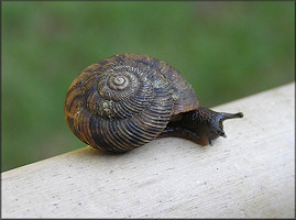 Anguispira strongylodes (L. Pfeiffer, 1854) Southeastern Tigersnail