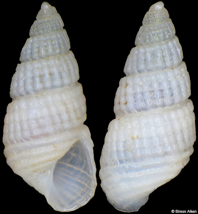 Chrysallida ovata (Carpenter, 1857)