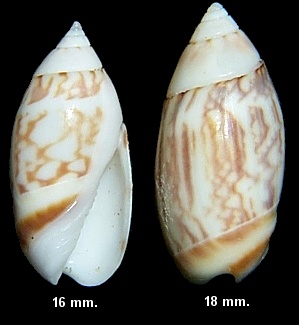 Olivella petiolita sensu Warmke and Abbott, 1961 non (Duclos, 1835)