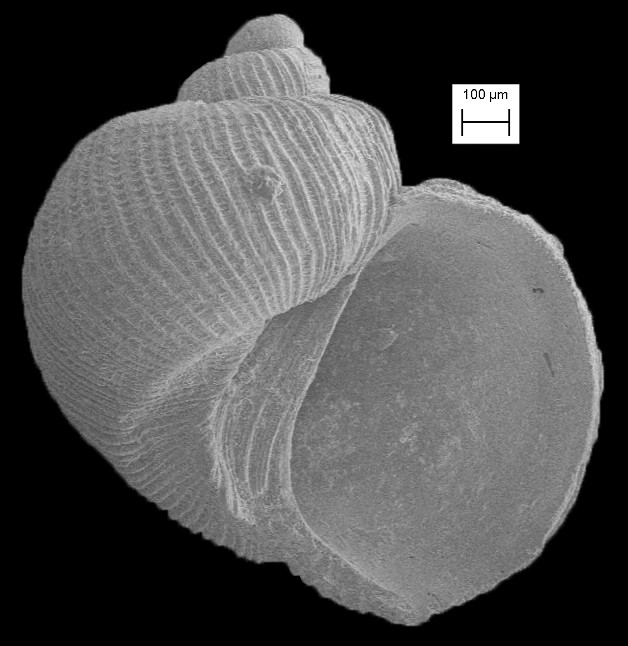 Megalomphalus oxychone (Mrch, 1877)