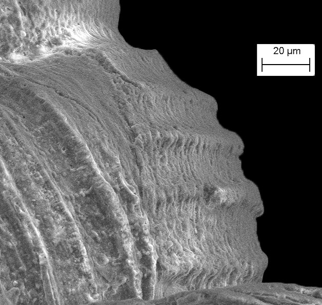 Megalomphalus oxychone (Mrch, 1877)