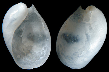 Oxynoe antillarum Mørch,1863 Antilles Oxynoe Internal Shell