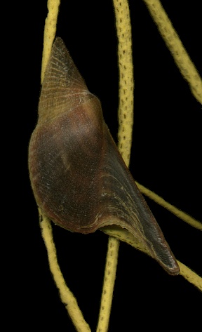 Pteria colymbus (Rding, 1798) Atlantic Wing-oyster