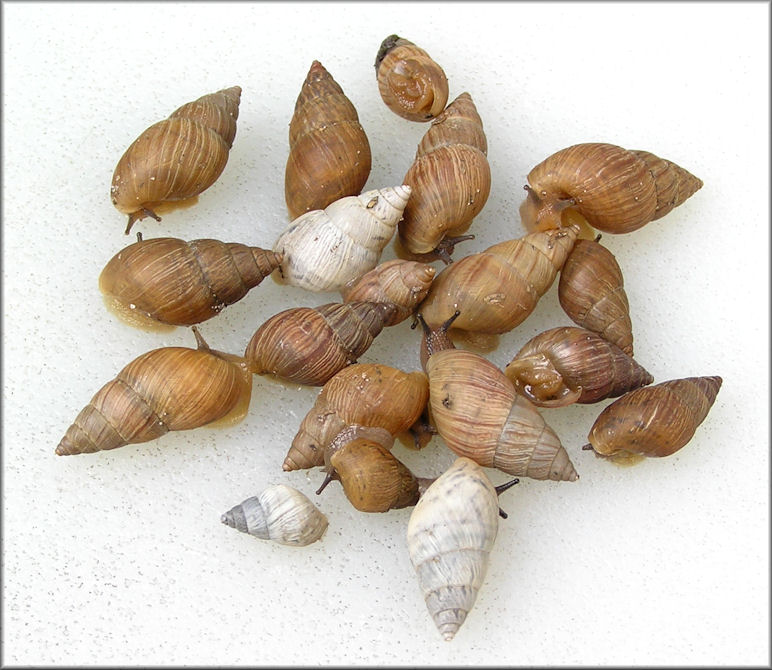 Bulimulus sporadicus (d’Orbigny, 1835) From Faye Road Near The Railroad Tracks (1/24/2015)