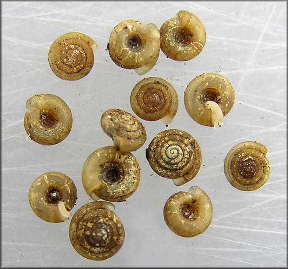 Helicodiscus parallelus (Say, 1821) Compound Coil