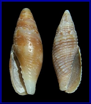 Sinistral Quasimitra latruncularia (Reeve, 1844)