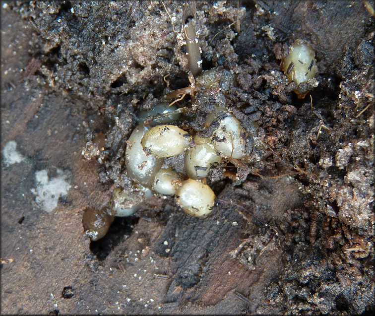 Belocaulus angustipes (Heynemann, 1885) Black-velvet Leatherleaf Eggs