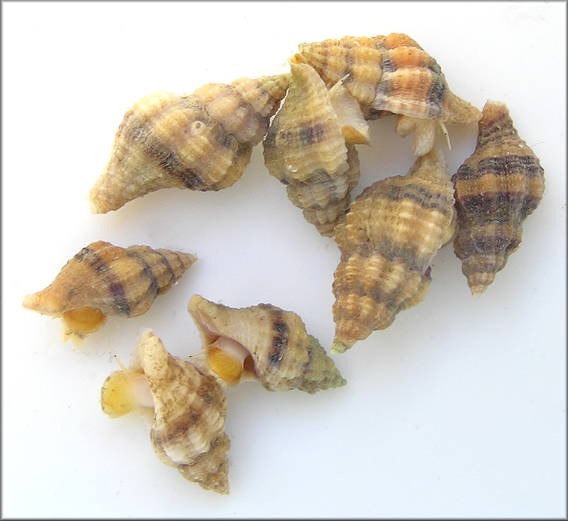 Urosalpinx cinerea (Say, 1822) Atlantic Oyster Drill