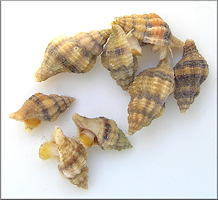 Urosalpinx cinerea (Say, 1822) Atlantic Oyster Drill