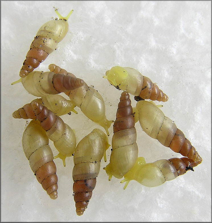 Allopeas gracile (Hutton, 1834) Graceful Awlsnail