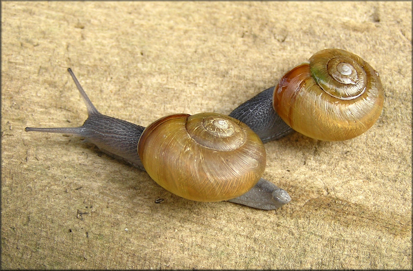 Mesomphix globosus (MacMillan, 1940) Globose Button