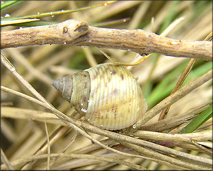 Littoraria irrorata (Say, 1822) Marsh Periwinkle Juvenile