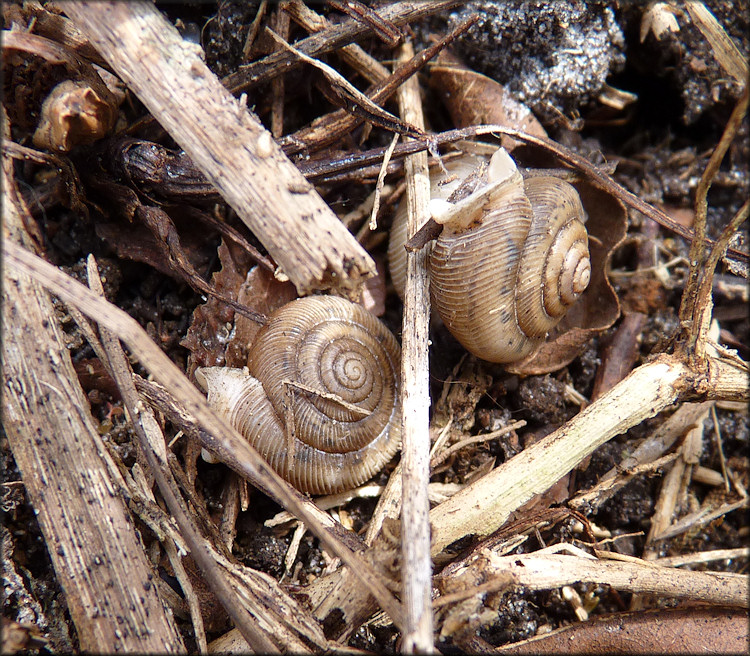 Daedalochila uvulifera From St. Johns Industrial Parkway South Retention Pond In Situ 4/29/2012