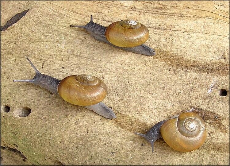 Mesomphix globosus (MacMillan, 1940) Globose Buttonn