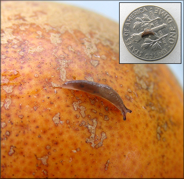 Deroceras laeve (Mller, 1774) Meadow Slug Tiny Juvenile