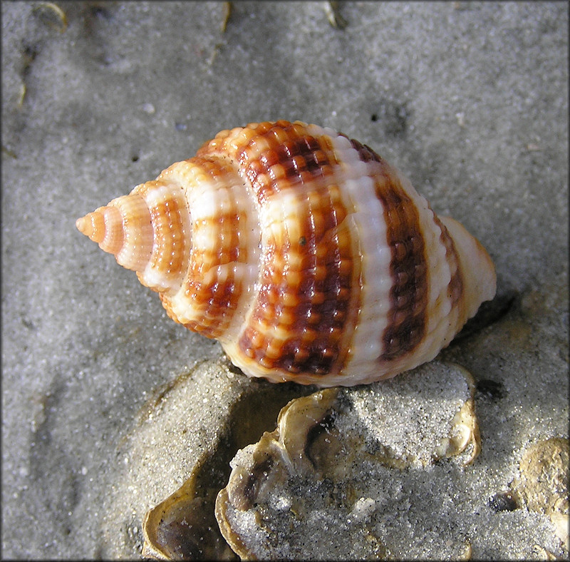 Cancellaria reticulata (Linnaeus, 1767)