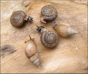 Daedalochila auriculata (Say, 1818) On Evergreen Avenue In Duval County, Florida