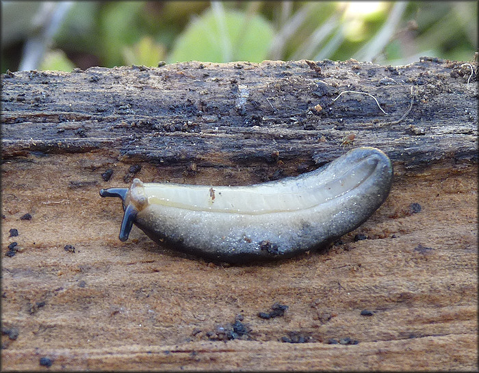 Belocaulus angustipes (Heynemann, 1885) Black-velvet Leatherleaf