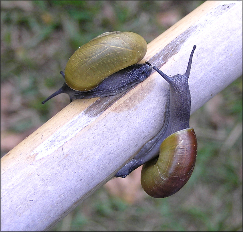 Mesomphix globosus (MacMillan, 1940) Globose Button Color Comparison