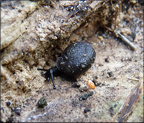 Daedalochila avara (Say, 1818) Florida Liptooth In Situ