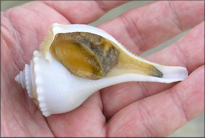 Busycotypus canaliculatus (Linnaeus, 1758) Albino