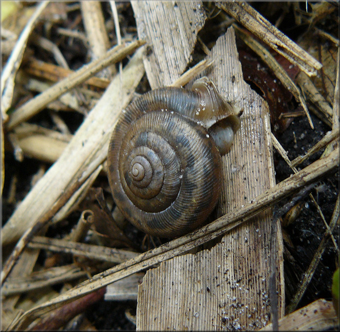 Daedalochila auriculata (Say, 1818) in situ on southwestern bridge approach - 12/7/2009