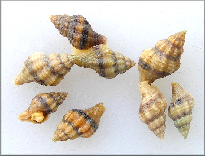 Urosalpinx cinerea (Say, 1822) Atlantic Oyster Drill