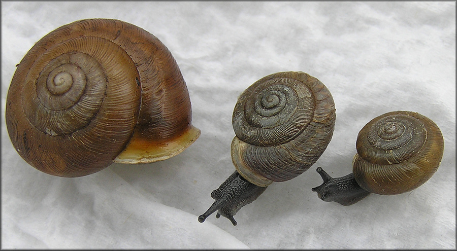 Triodopsis species "Florida Scrub Threetooth" Adult And Sub-adult