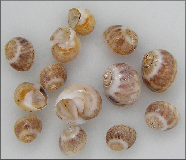 Tectonatica pusilla (Say, 1822) Miniature Moonsnail