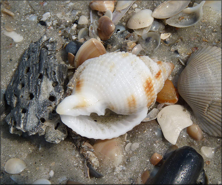 Cancellaria reticulata (Linnaeus, 1767)