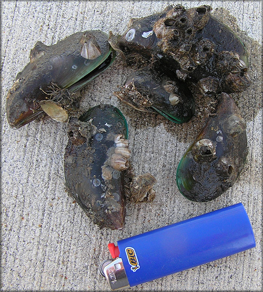 Perna viridis (Linnaeus, 1758) Asian Green Mussel