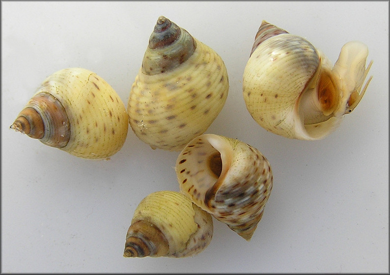 Littoraria irrorata (Say, 1822) Marsh Periwinkle Juveniles