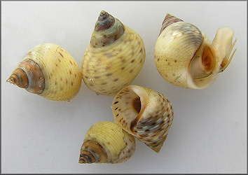 Littoraria irrorata (Say, 1822) Marsh Periwinkle Juveniles