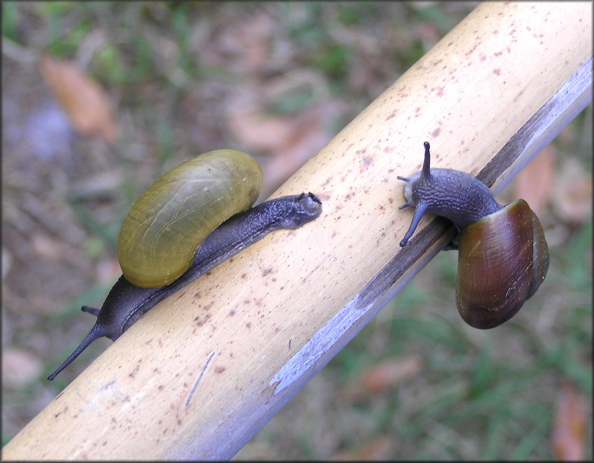 Mesomphix globosus (MacMillan, 1940) Globose Button Color Comparison