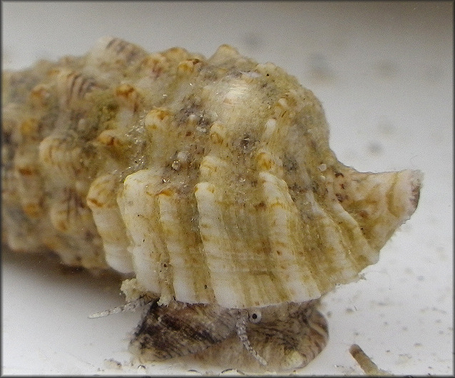 Cerithium atratum (Born, 1778) Dark Cerith