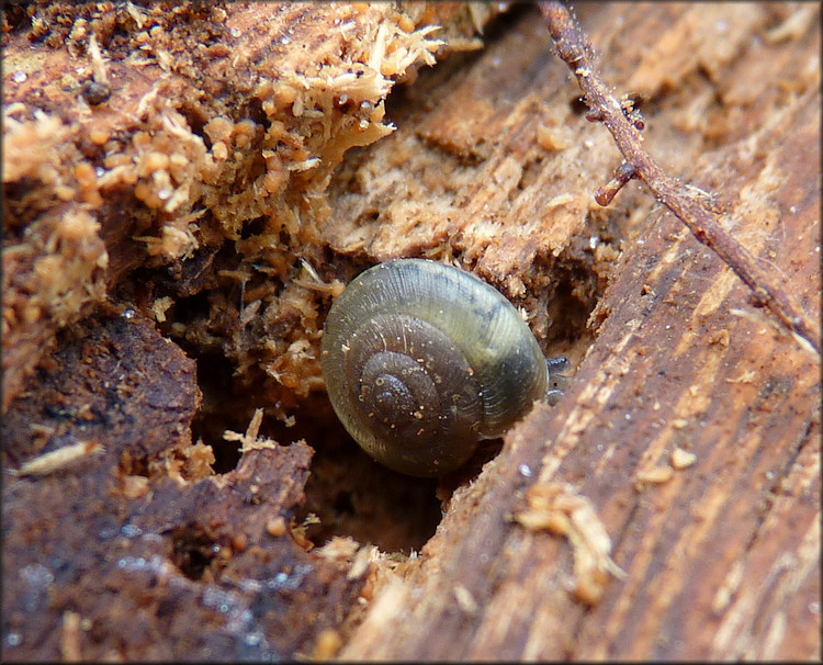 Ventridens volusiae (Pilsbry, 1900) Seminole Dome Juvenile In Situ