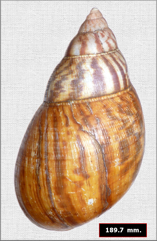 Achatina achatina (Linnaeus, 1758)