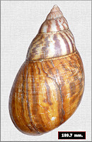 Achatina achatina (Linnaeus, 1758)