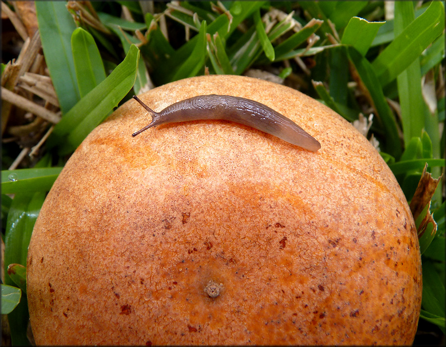 Deroceras laeve (Mller, 1774) Meadow Slug