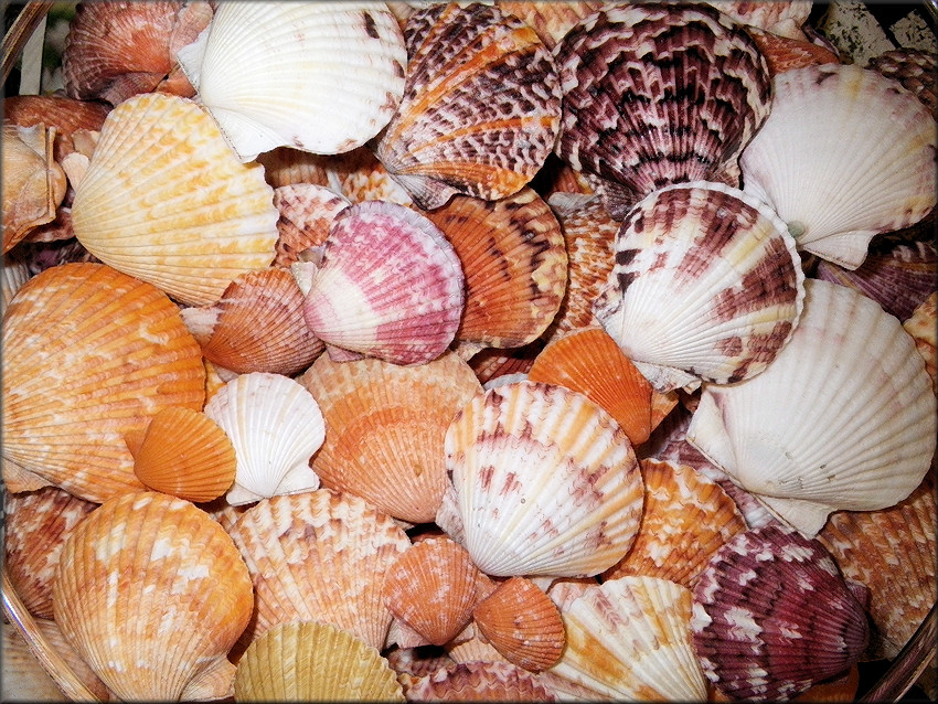 Argopecten gibbus (Linnaeus, 1758) Atlantic Calico Scallop