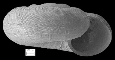 Lucilla punctatella (Morrison, 1942) Punctate Coil