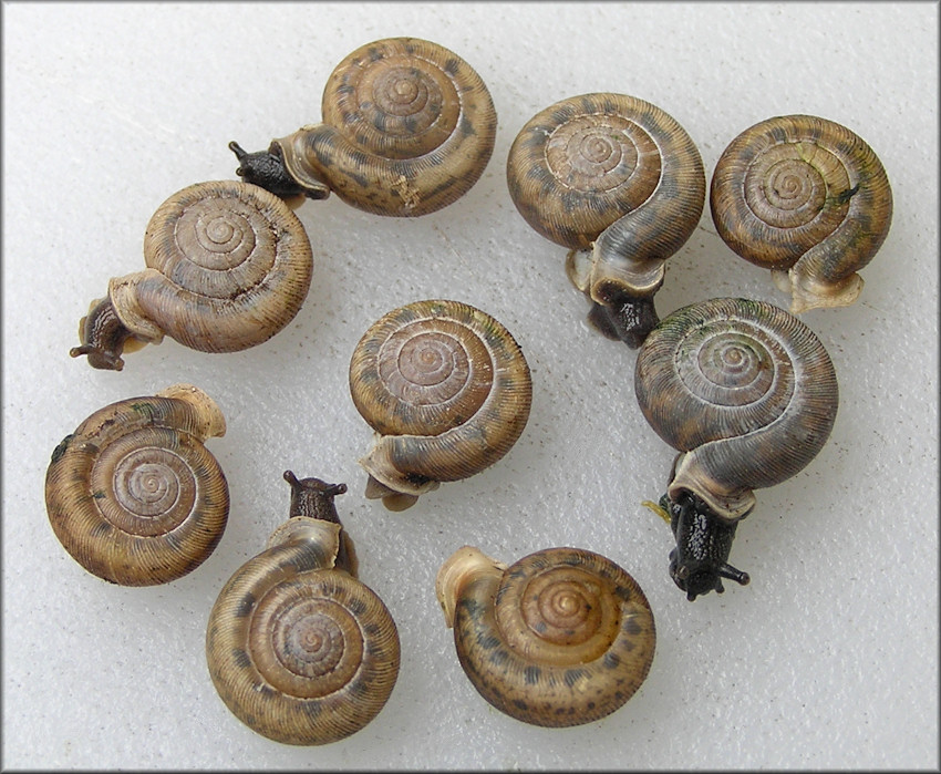 Daedalochila auriculata From Old St. Augustine Road (2/6/2014)