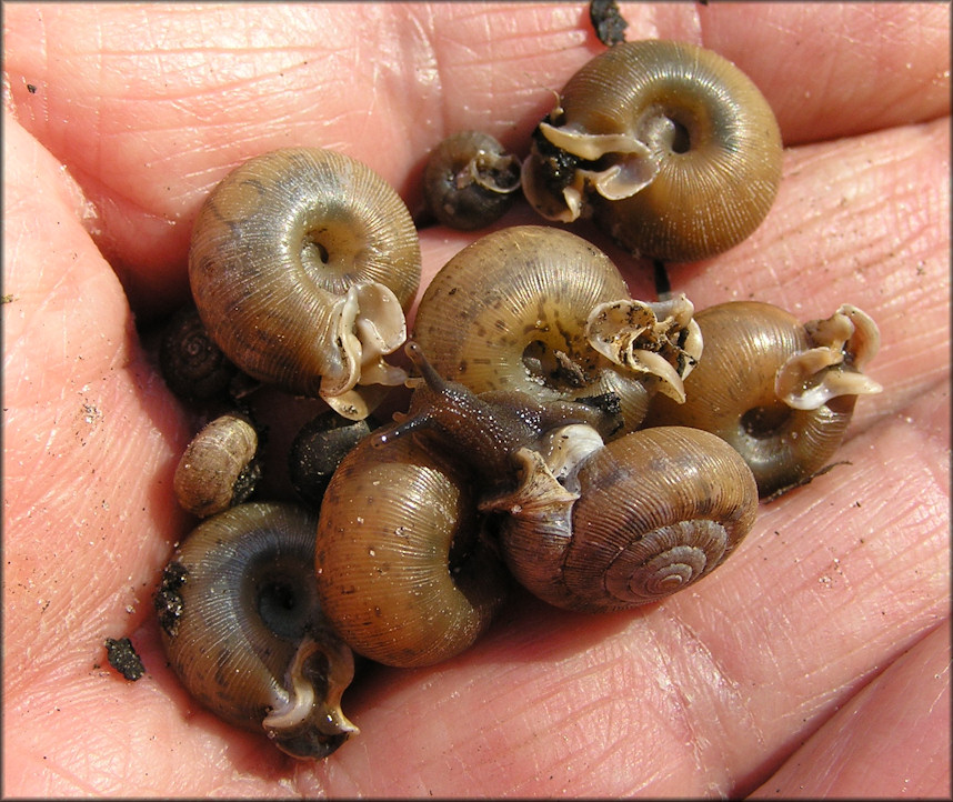 Some Of The Daedalochila Specimens Found At Site #3 On 2/23/2010