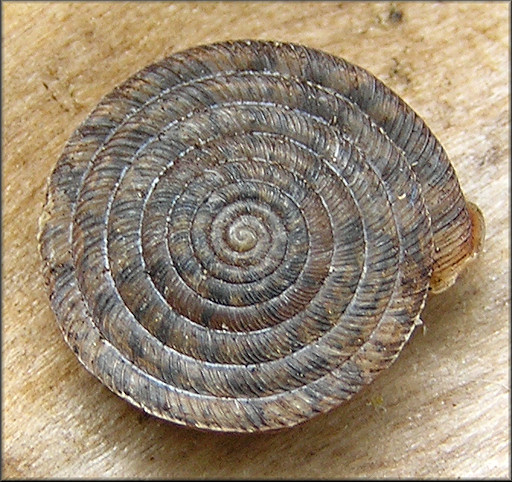 Polygyra septemvolva Say, 1818 Florida Flatcoil