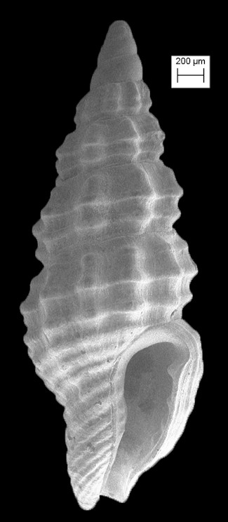 Nassarina glypta (Bush, 1885) Engraved Dovesnail