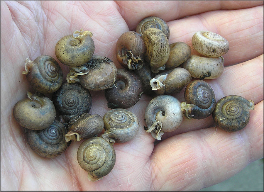 Some Live Daedalochila auriculata (Say, 1818) From Hoot Owl Road 3/8/2014