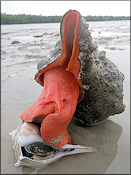 Triplofusus giganteus (Kiener, 1840) Horse Conch