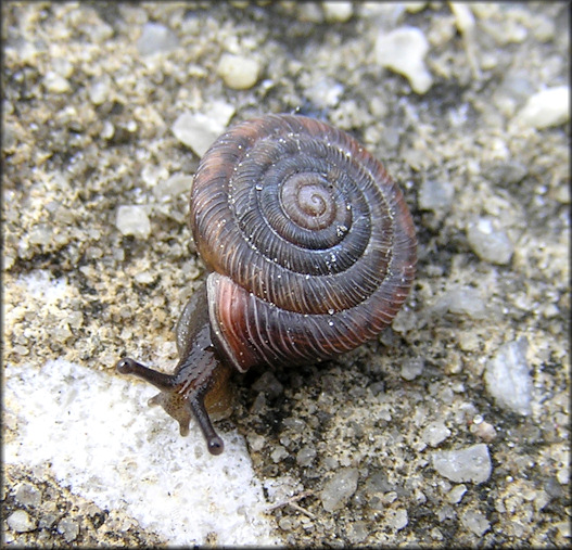 Polygyra cereolus (Mhlfeld, 1816) Southern Flatcoil