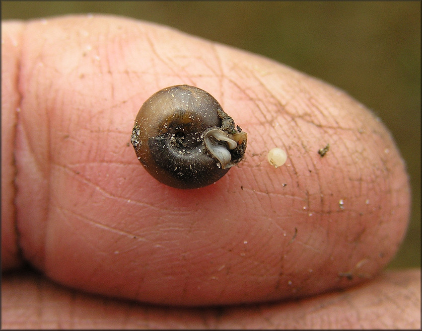 Daedalochila sp. aff. hausmani And Its Probable Egg Found Beneath A Thistle On 3/17/2010